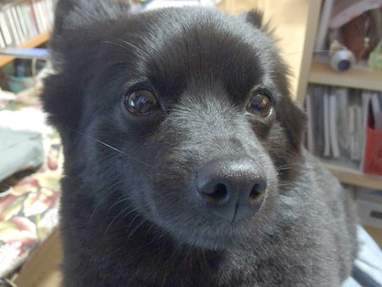 看板犬　警備部長ピリカ　女の子です（笑）