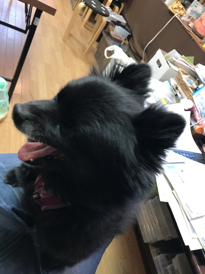 邪魔する犬