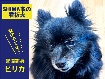 看板犬　警備部長ピリカ　女の子です（笑）